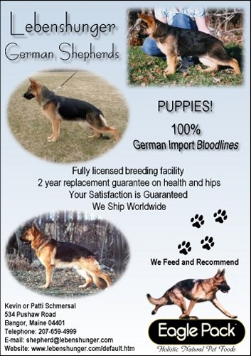 lebenshunger german shepherds