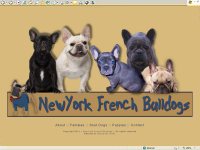 New York French Bulldogs